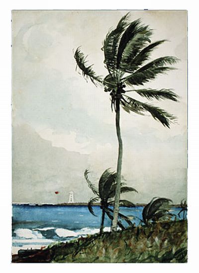 Palm Tree  Nassau