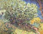 Vincent Willem van Gogh - paintings - Lilac Bush