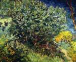 Vincent Willem van Gogh  - Bilder Gemälde - Gebüsche bei Arles