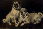 John Emms - paintings - Pugs