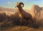 Albert Bierstadt - Bilder Gemälde - A Rocky Mountain Sheep Ovis Montana