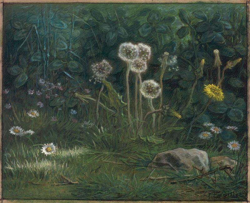 Dandelions