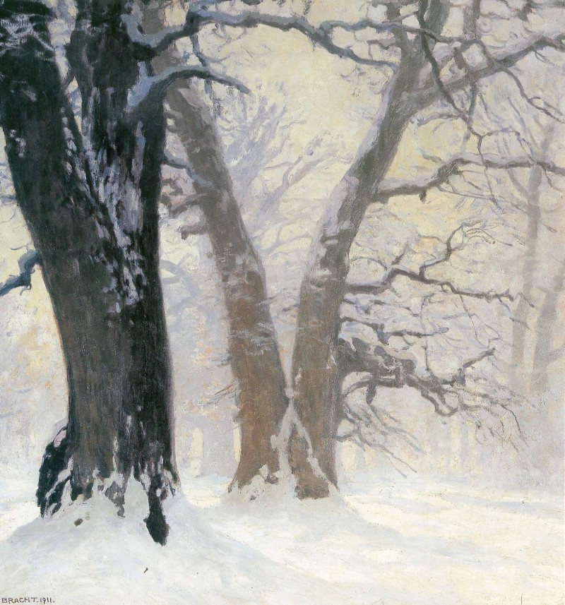 Eichen im Schnee in Sonne