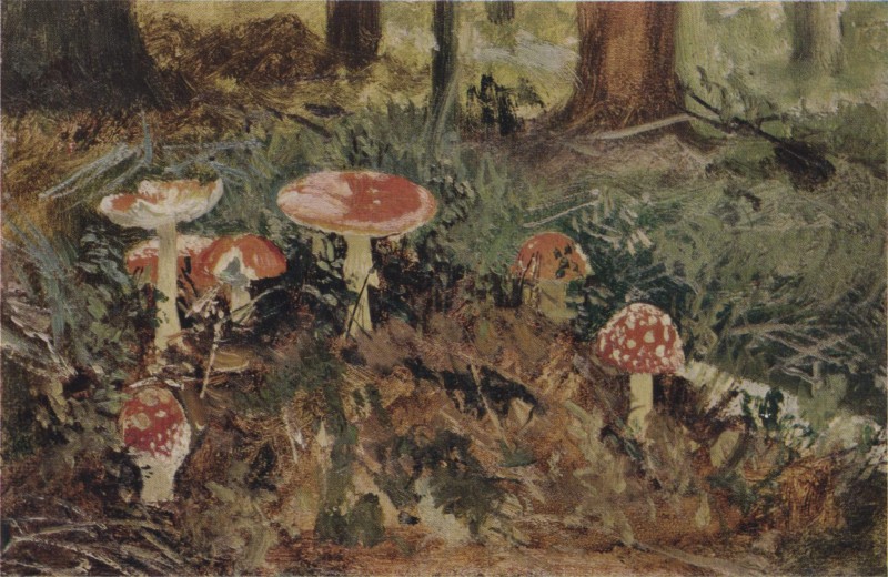 Fliegenpilze