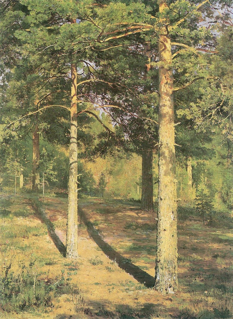Kiefern im Sonnenschein