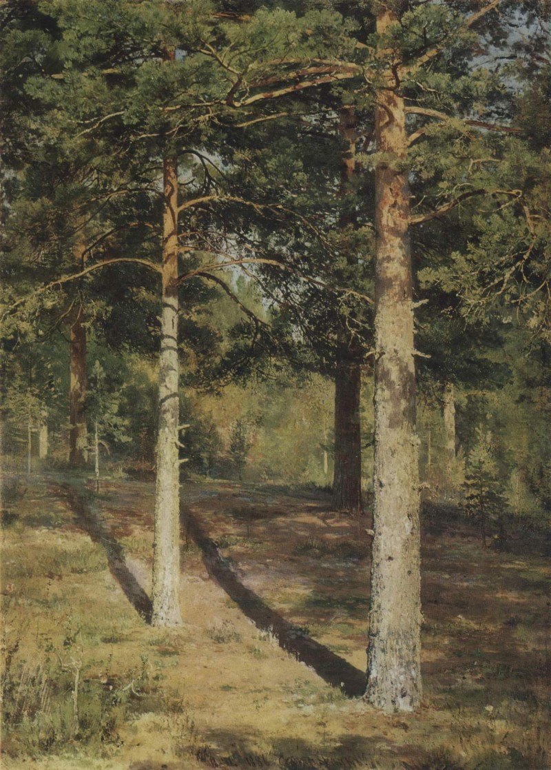Kiefern von der Sonne beleuchtet