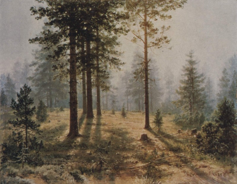 Nebel im Wald