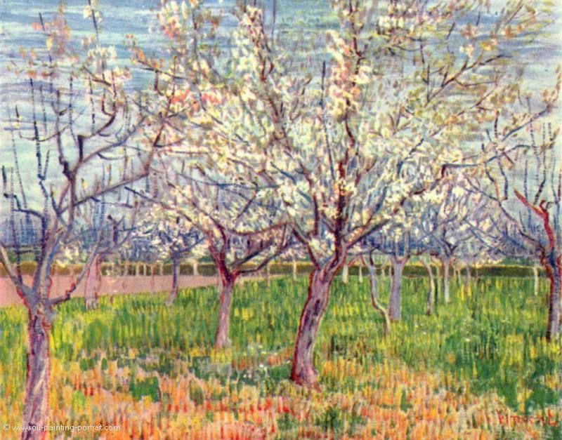 Obstgarten mit bluehenden Aprikosenbaeumen