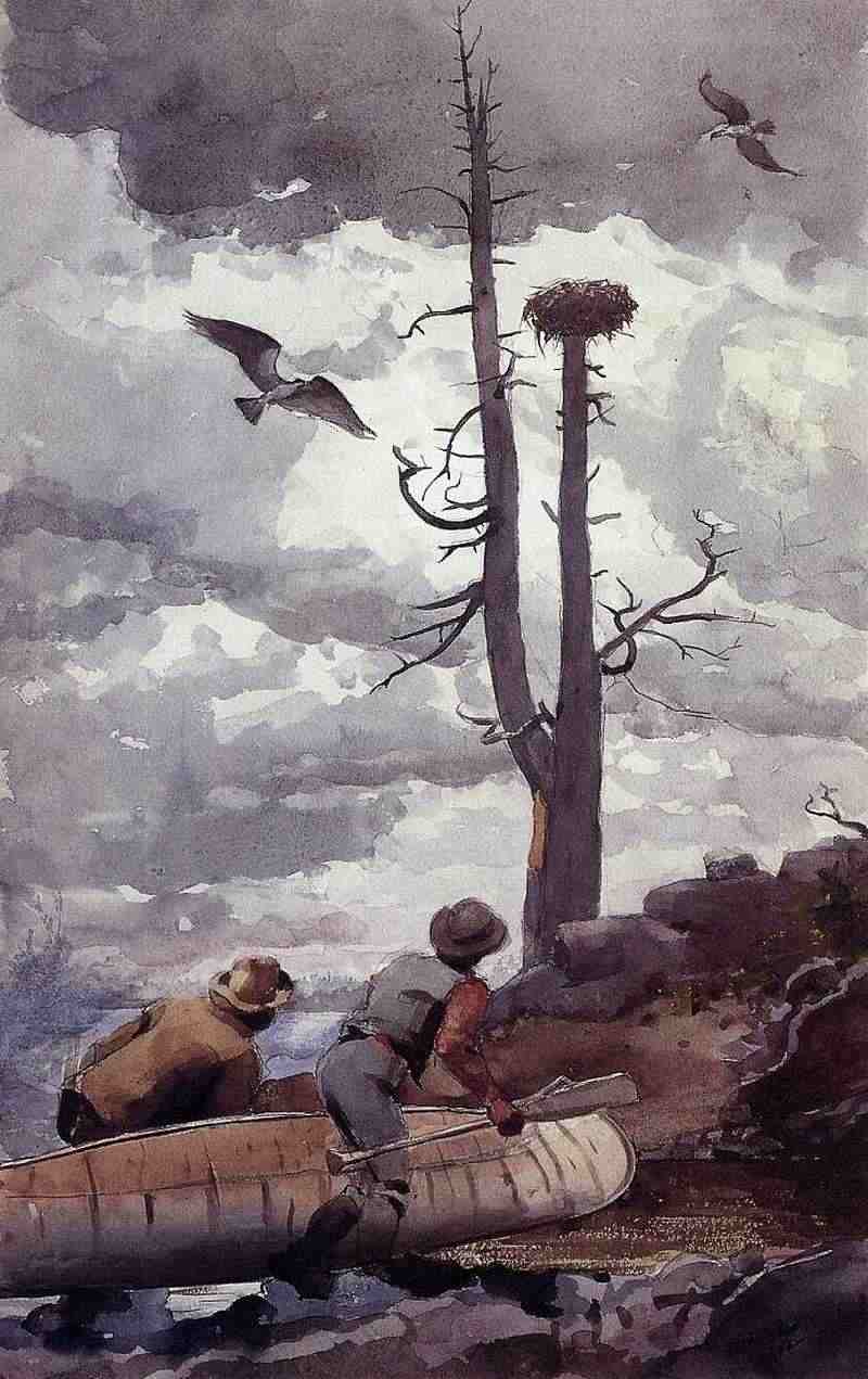Ospreys Nest