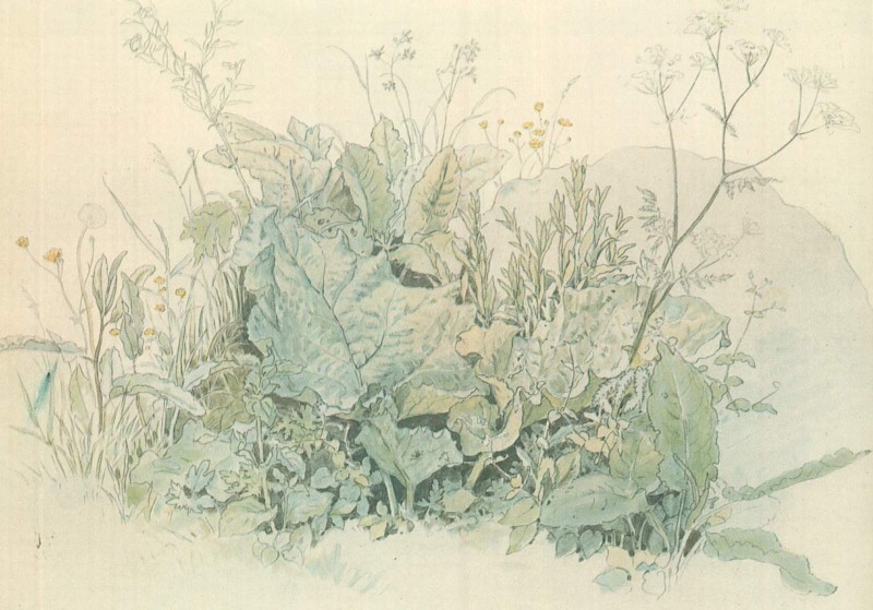 Wiesenkraeuter