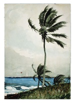 Bild:Palm Tree, Nassau