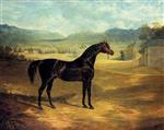 Bild:Jack Spigot, a Dark Bay Racehorse in a Paddock at Bolton Hall