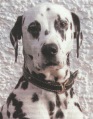 Familie Hund