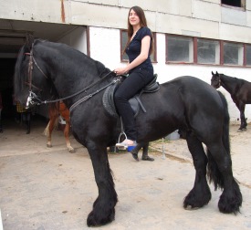 Foto Pferd Friese