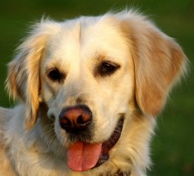 Tiergem&auml;lde Golden Retriever