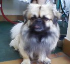 Hund