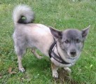 Hund