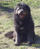 Hund