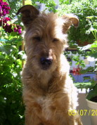 Hund