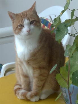 Tiergem&auml;lde Katze Vorlage