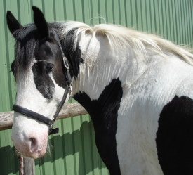 Tiergem&auml;lde Pferd