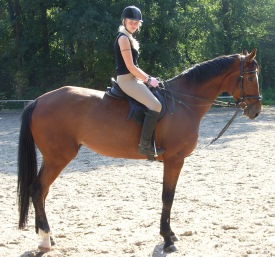 braunes Pferd Foto
