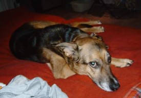 Tiergem&auml;lde "Hund" Vorlage