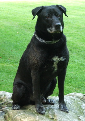 Foto Hund