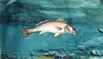 Winslow Homer  - Bilder Gemälde - Channel Bass