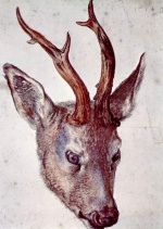 Albrecht Dürer  - Bilder Gemälde - Kopf eines Rehbocks
