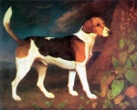 George Stubbs - Bilder Gemälde - Ein Hetzhund