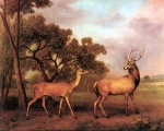 George Stubbs - Bilder Gemälde - Rothirsch und Rothirschkuh