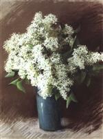 Bild:White Lilac