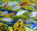 Theo van Rysselberghe - Bilder Gemälde - Aquarium Window