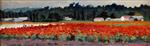 Stanislaw Julianowitsch Zukowski - Bilder Gemälde - Blooming Poppy Field