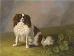 Bild:King Charles Spaniel in a Landscape