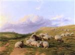 Bild:Sheep in an Open Hilly Landscape