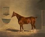 John Frederick Herring - Bilder Gemälde - A Chestnut Horse in a Stable
