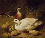 John Frederick Herring  - Bilder Gemälde - Ducks and Ducklings