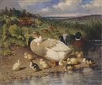 John Frederick Herring  - Bilder Gemälde - Ducks by a Stream
