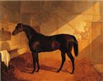 John Frederick Herring  - Bilder Gemälde - Mr. Johnstones Charles XII in a Stable