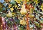 John Singer Sargent  - Peintures - Courges