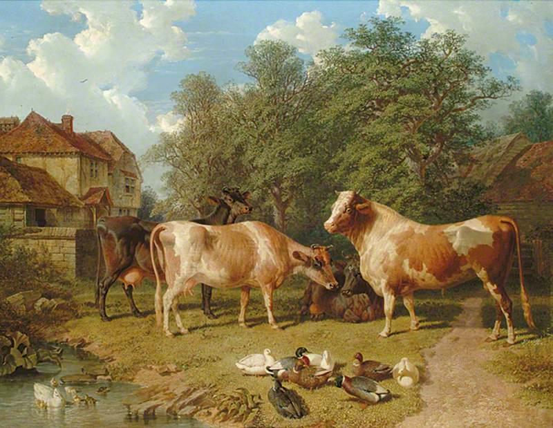 Cattle and Ducks