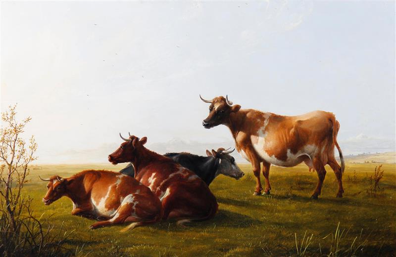 Cattle resting in a field