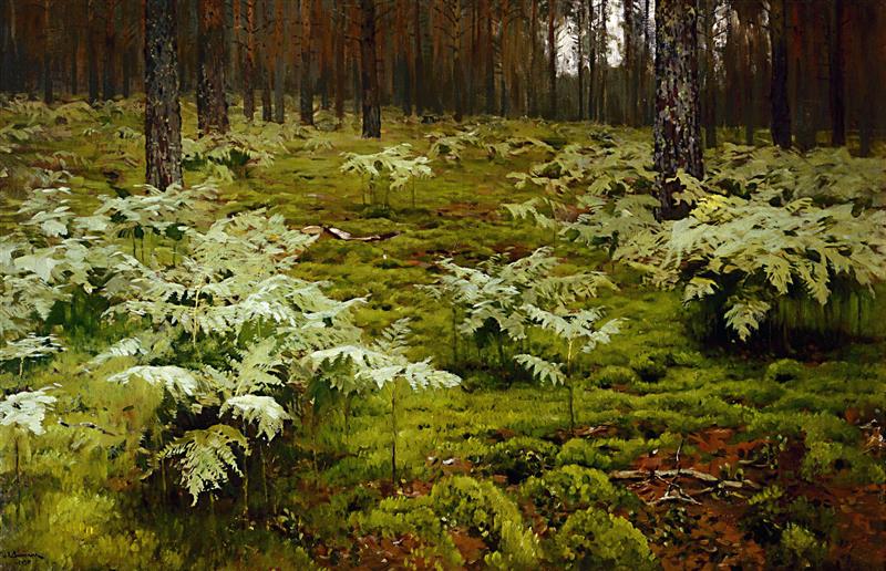 Ferns in a forest