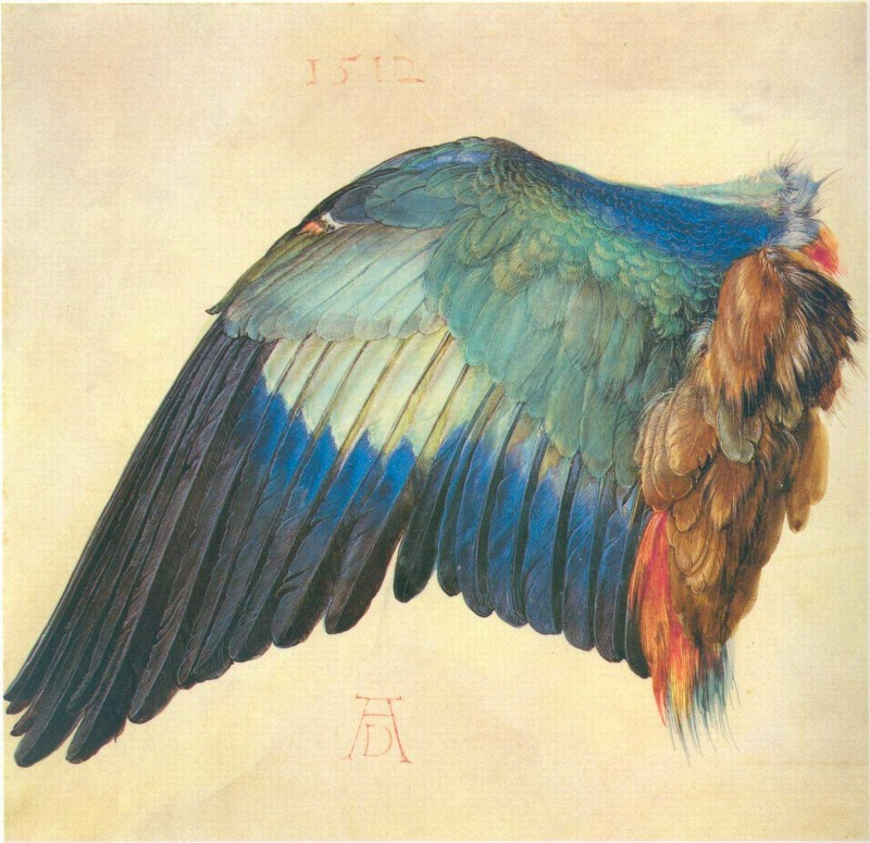 Flügel einer Blaurake