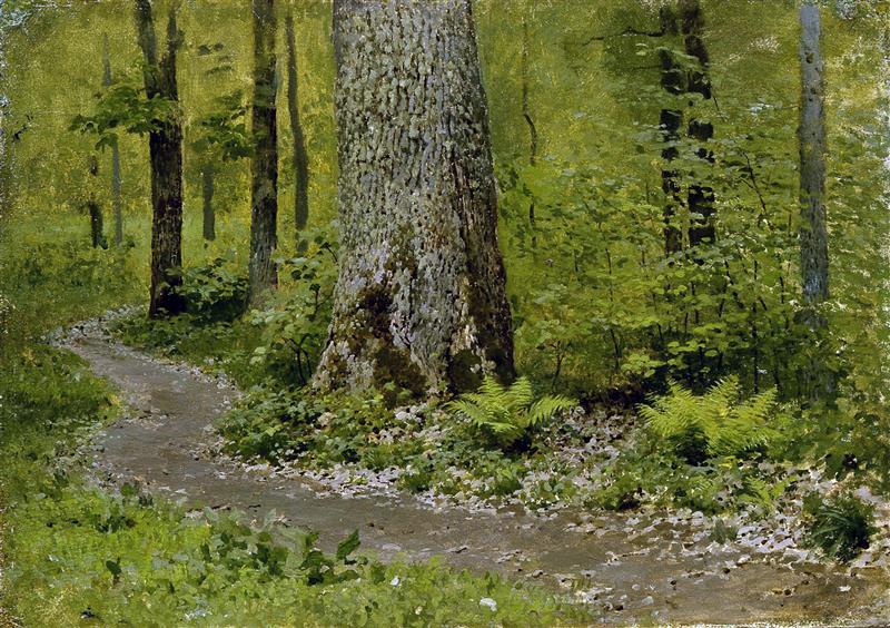 Footpath in a Forest