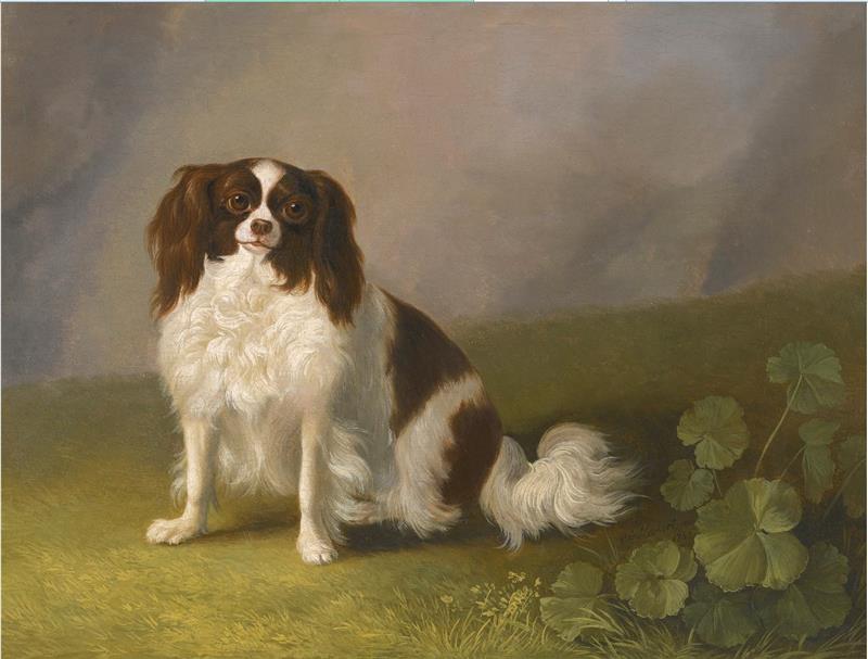 King Charles Spaniel in a Landscape
