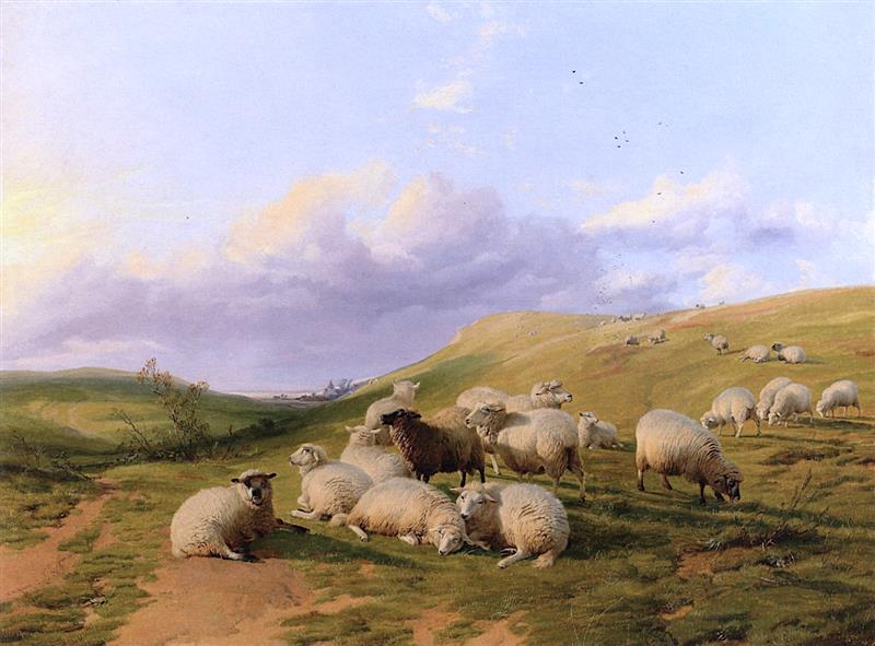 Sheep in an Open Hilly Landscape