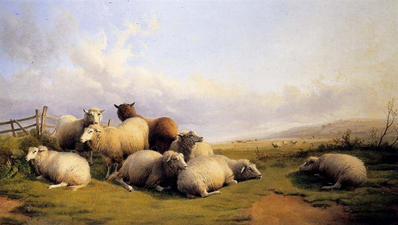 Sheep in an extensive landscape